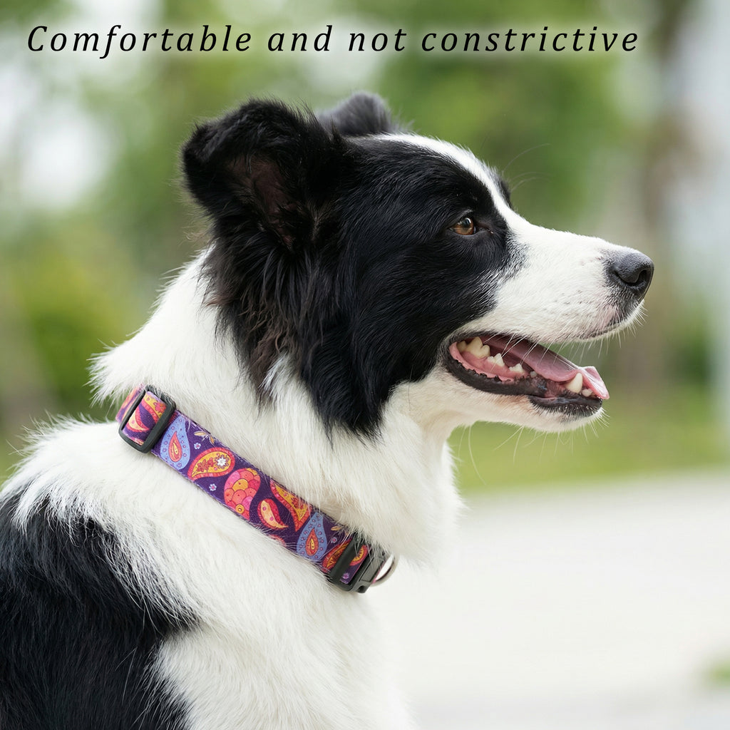 Pet dog collar harness leash